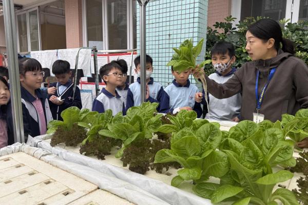 水耕菜